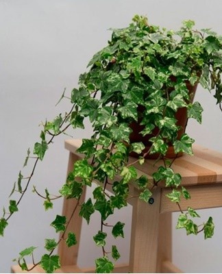 If there are bare shoots on the plant, they are completely cut off.