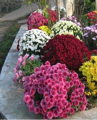 Seedlings should be watered abundantly in mid-summer, since buds form on them at this time.