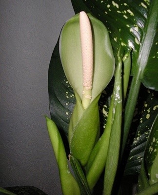 In appearance, the inflorescences of the culture resemble an ear of corn.