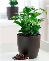 Rules for planting and caring for a coffee tree at home, soil selection and cultivation