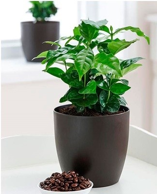 Watering the plant should be very generous, since coffee is considered a moisture-loving culture.