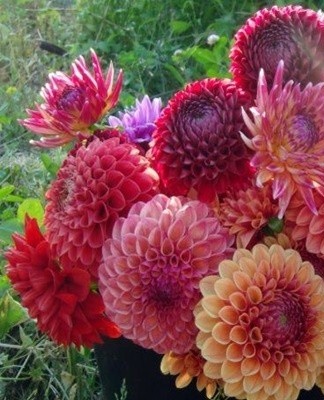 The exact timing of planting operations depends on the climate of the region.