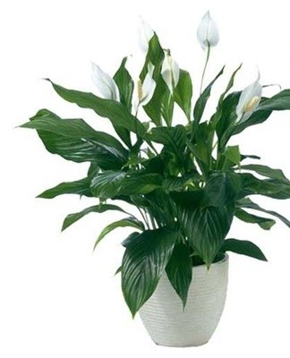 It is a small plant that does not exceed 30-40 centimeters.