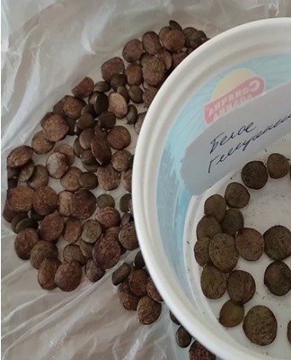 To grow wisteria from seeds, sowing is carried out in boxes in winter.