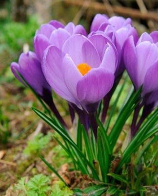 It is a common primrose, which is a bulbous plant.