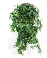 Rules for growing and caring for indoor ivy at home