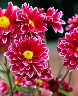 It is necessary to shorten the side shoots in the spring, before the appearance of buds.