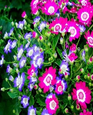 The inflorescences of the plant contain single or double flowers.