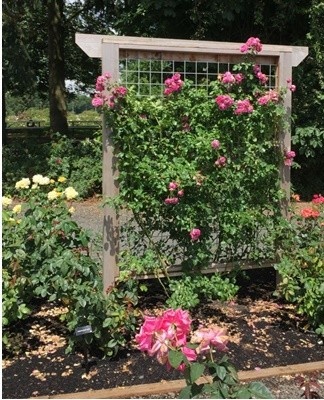 The shapes of the trellis are different and depend on the taste and material capabilities of the gardener.