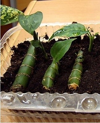 Stem pieces can easily be rooted in the substrate.