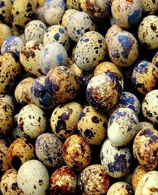 It is recommended to put the product in trays with the pointed side down.