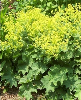 They are large bushes that go well with tall or climbing roses.