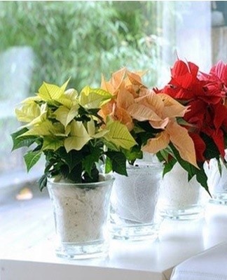 It is recommended to propagate poinsettia by cuttings.