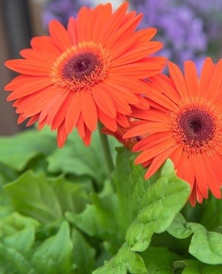 red gerbera