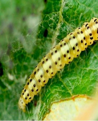 Leafworms often attack chrysanthemums and feed on their flowering foliage.