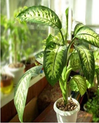 Before transplanting, the culture should not be watered for several days.