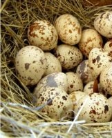 How much and how can raw quail eggs be stored in the refrigerator, shelf life