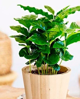Inexperienced growers can buy a ready-made plant in the store.