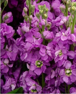 This plant helps to create a graceful and elegant flower garden.