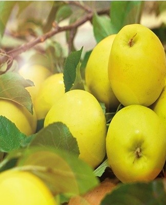 Round winter fruits that can be kept cool for up to 0.5 years.