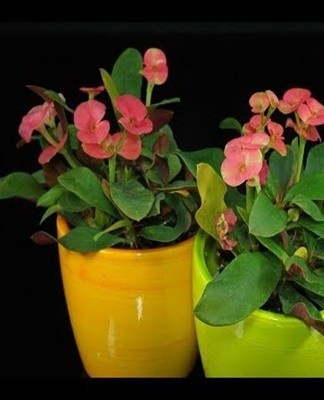 When growing a culture, various problems can arise.