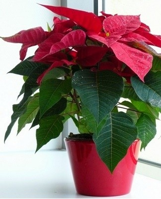 With the development of this pathology, the leaves become covered with gray-white spots.