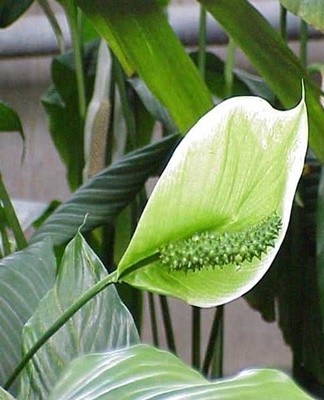What soil is better to take for spathiphyllum, planting and care at home