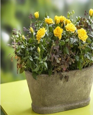 It is recommended to propagate the Cordana rose by cuttings.