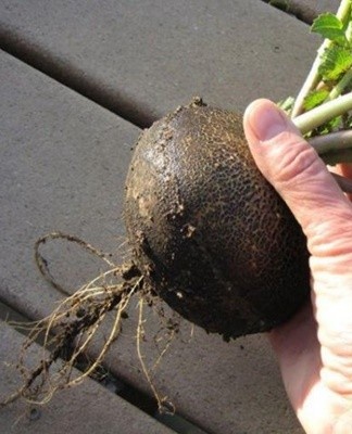 In the refrigerator, the radish can lie on the bottom shelf even until early spring.