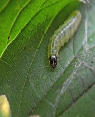 The leafworm is harvested by hand or the vine is treated with chemical means