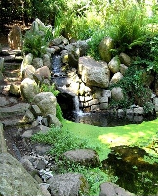 It is an evergreen plant that harmoniously complements the design of an alpine slide.