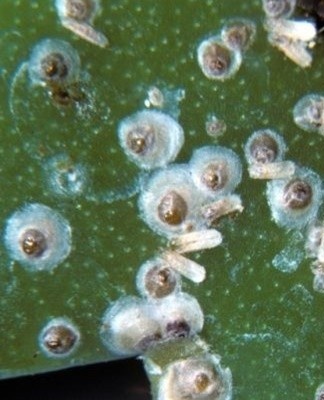 The larvae of these pests infect ivy, causing a white bloom to appear on the plant.