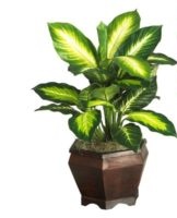 How to properly care for dieffenbachia at home, planting and pruning