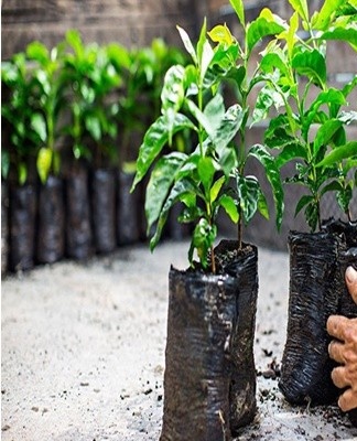 There are several varieties of coffee trees.