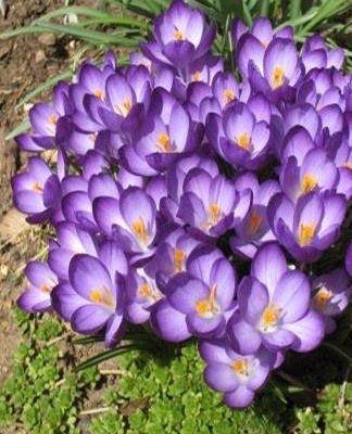 The plant is distinguished by bluish-lilac flowers.