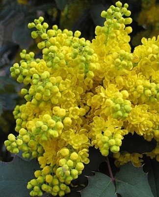 This culture is characterized by a beautiful crown and abundant flowering.