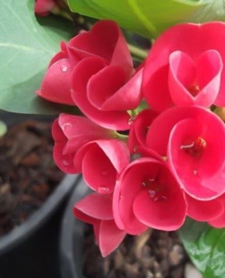 Today, many varieties of milkweed are known, each of which has certain characteristics.