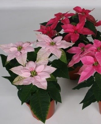 Poinsettia leaves fall when the air is dry, low temperature, excessive moisture in the soil.