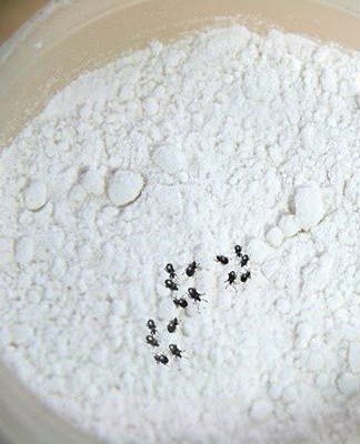 Old supplies that have been stored for a long time and in violation of the rules can become a source of flour bugs.