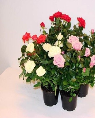 The leaves fall if the plant needs nutrients.