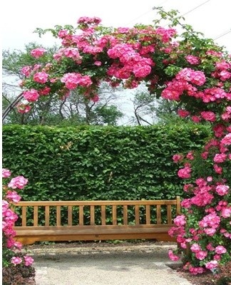 The climatic zone determines the range of climbing plants that can be planted next to the arch.