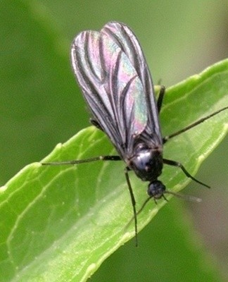 To avoid the appearance of parasites