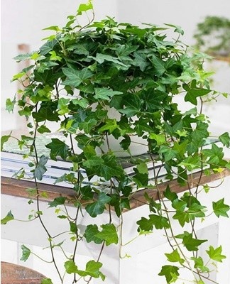 It is the most widespread type of culture.