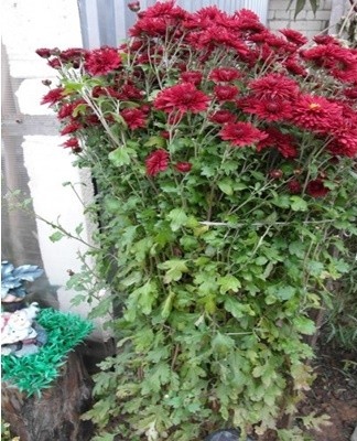 The disease develops on the foliage located at the base of the bushes.