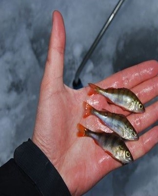 Basic rules to help keep your fishing catch alive for as long as possible.