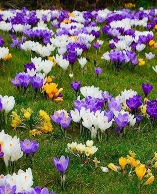 Today, many varieties of crocuses are known, each of which has certain characteristics.