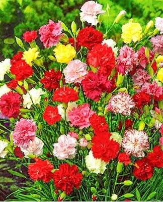 There are many varieties of carnations that come in different shades.