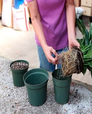 It is recommended to replant the crop when the roots become very crowded in the container.