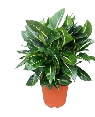 This type of crop is rarely grown.