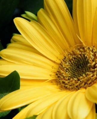 yellow flower